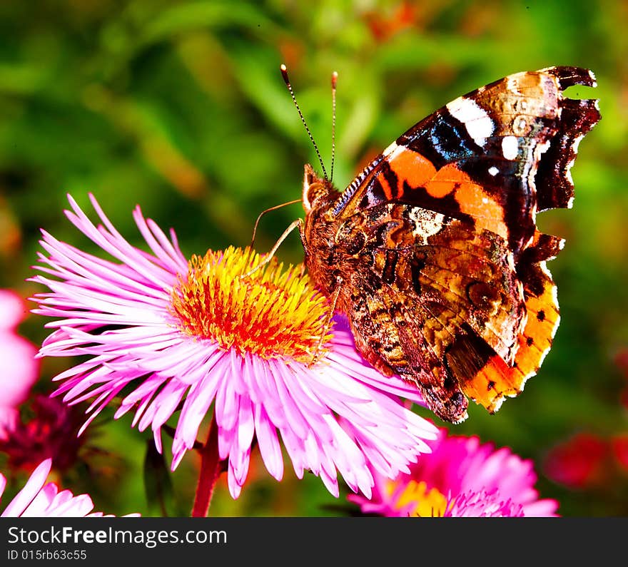 Butterfly On Flower