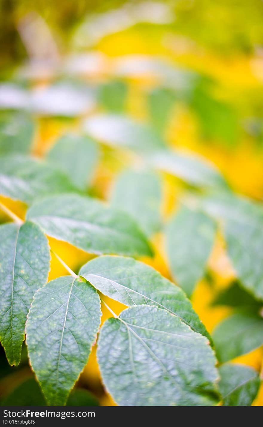 Photograph of the autumnal Leaves