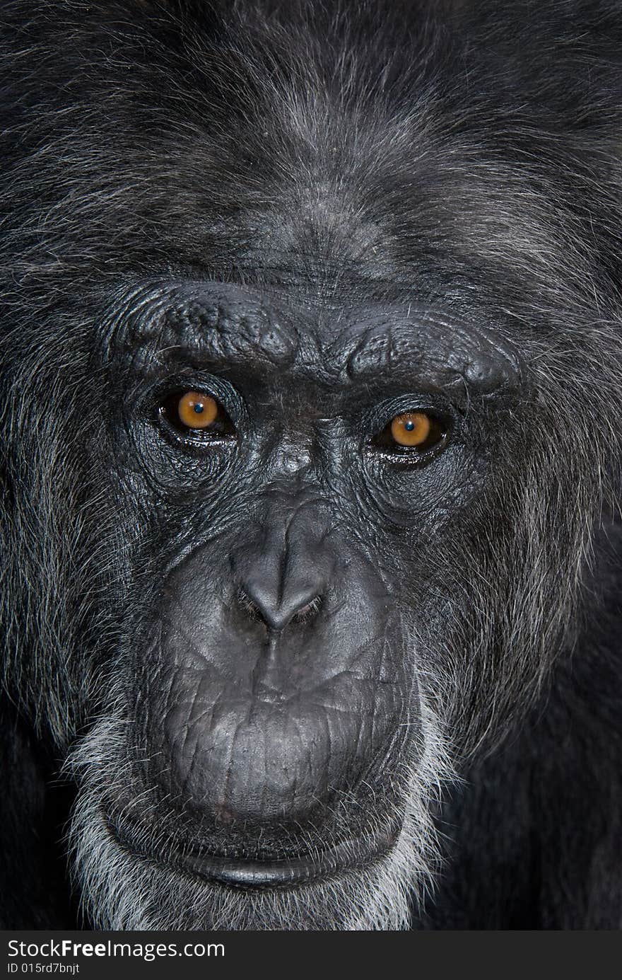 Close up frame of Chimp male with red eyes. Close up frame of Chimp male with red eyes