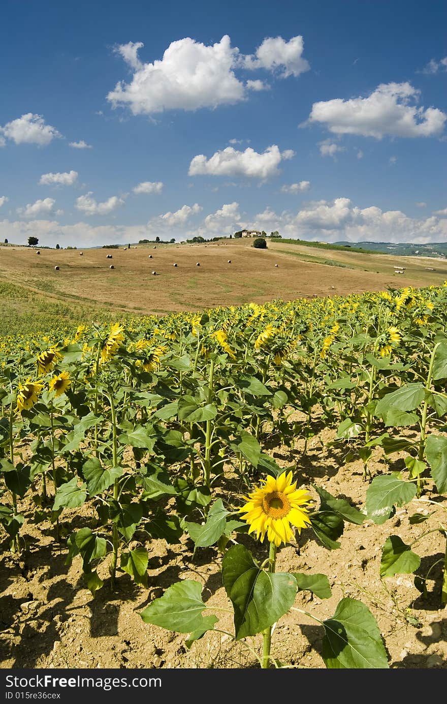 Summertime in Tuscany