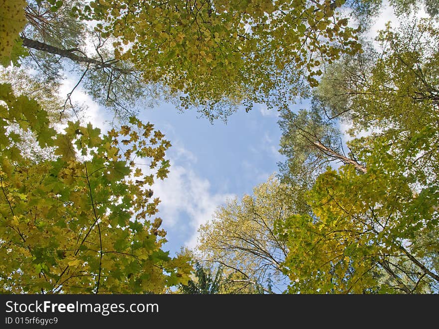 Sky, tree, clouds and autumn. Sky, tree, clouds and autumn