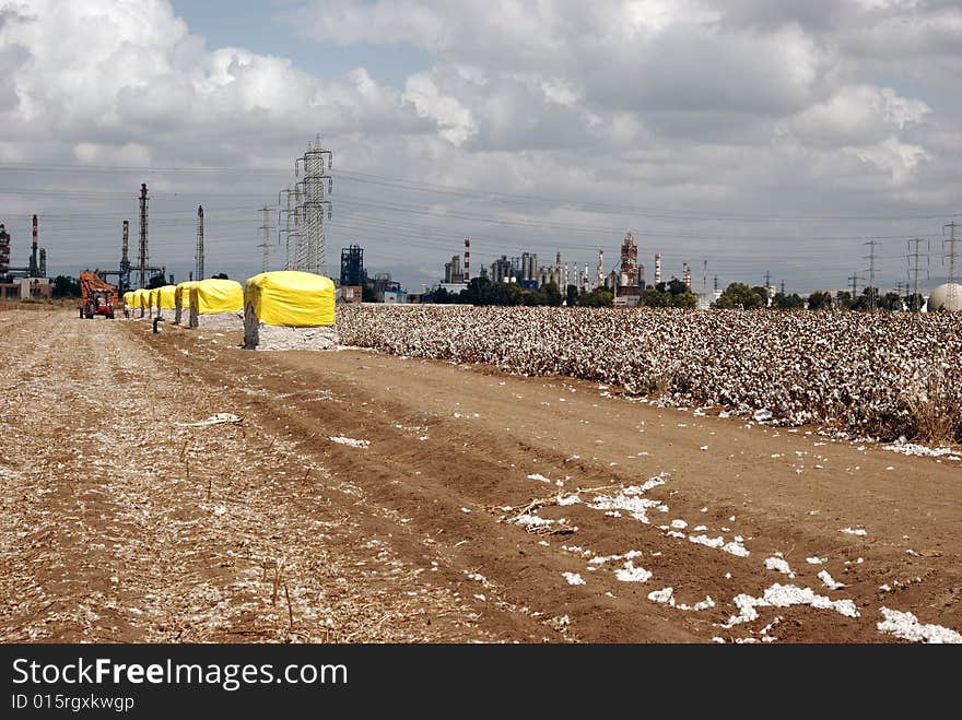 Hard work at harvest-time in the cotton field