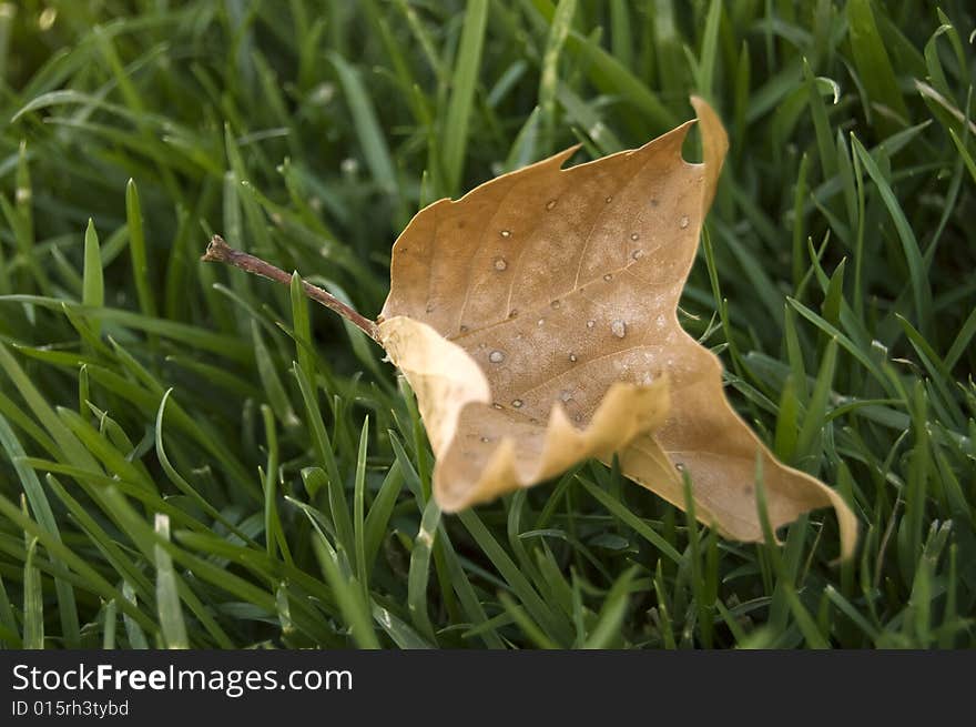 A photograph of a leaf against a grass background. A photograph of a leaf against a grass background