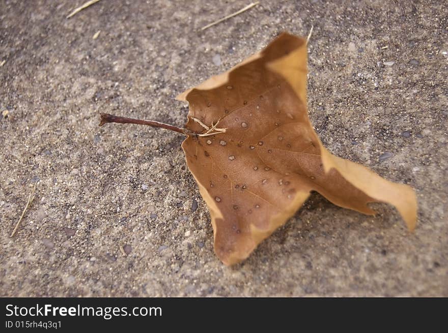 A photograph of a leaf against a concrete background. A photograph of a leaf against a concrete background