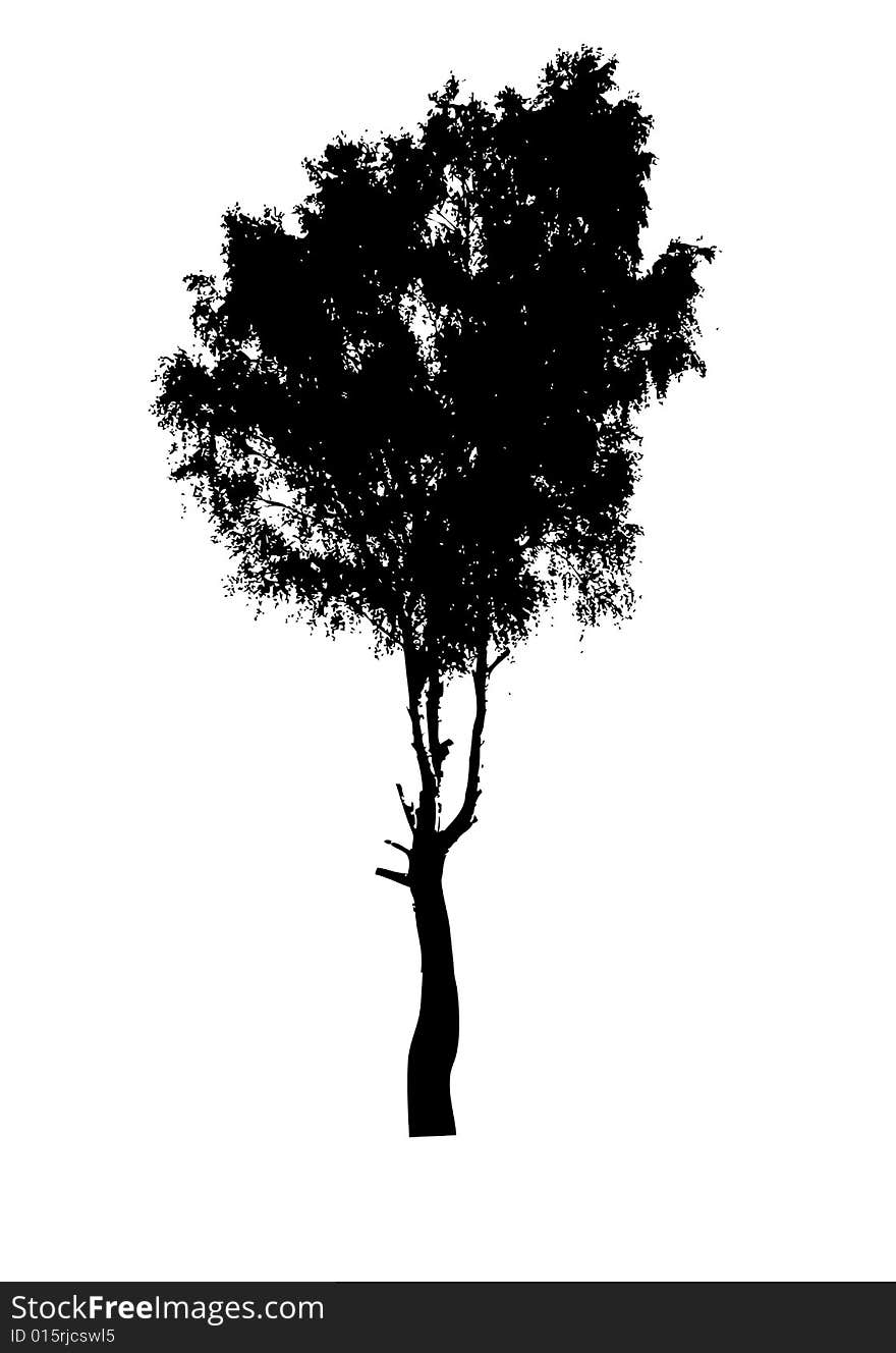 Silhouette of the birch isolated on white background