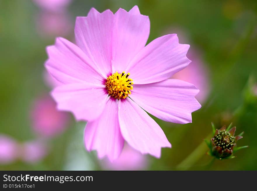 Pink cosmos flower with blurred (defocused) green background. Pink cosmos flower with blurred (defocused) green background.