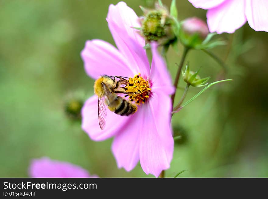 Pink cosmos flower and bee.