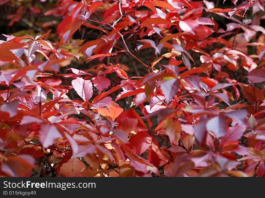 Autumn red leaves to background. Autumn red leaves to background