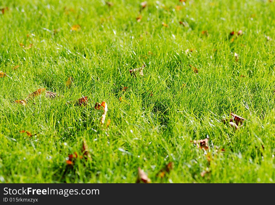 Fresh autumn grass with fallen leaves