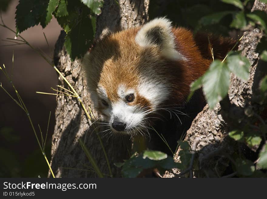 Red Panda1