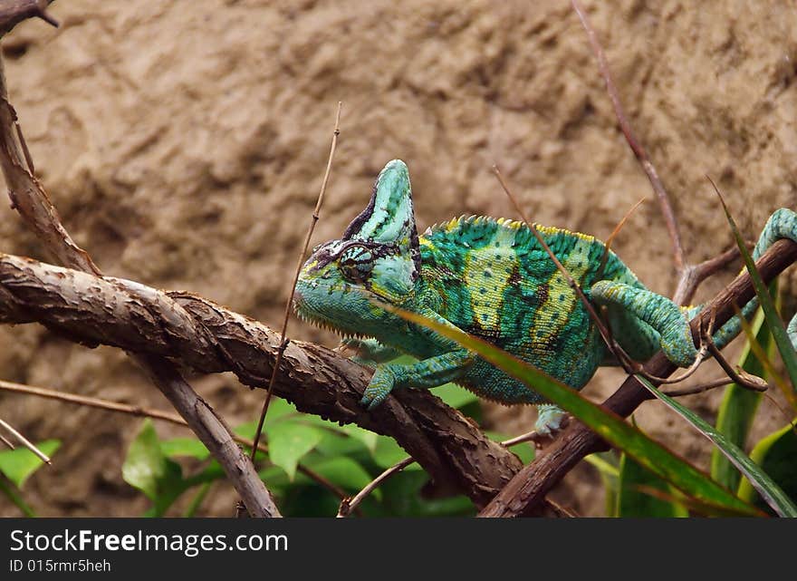 Green veiled chameleon on branch. Green veiled chameleon on branch