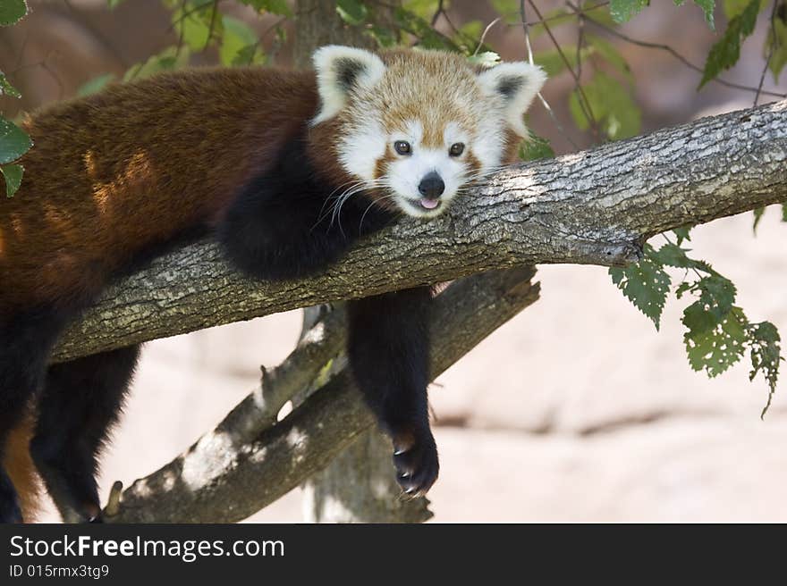 Lazy Red Panda Bear