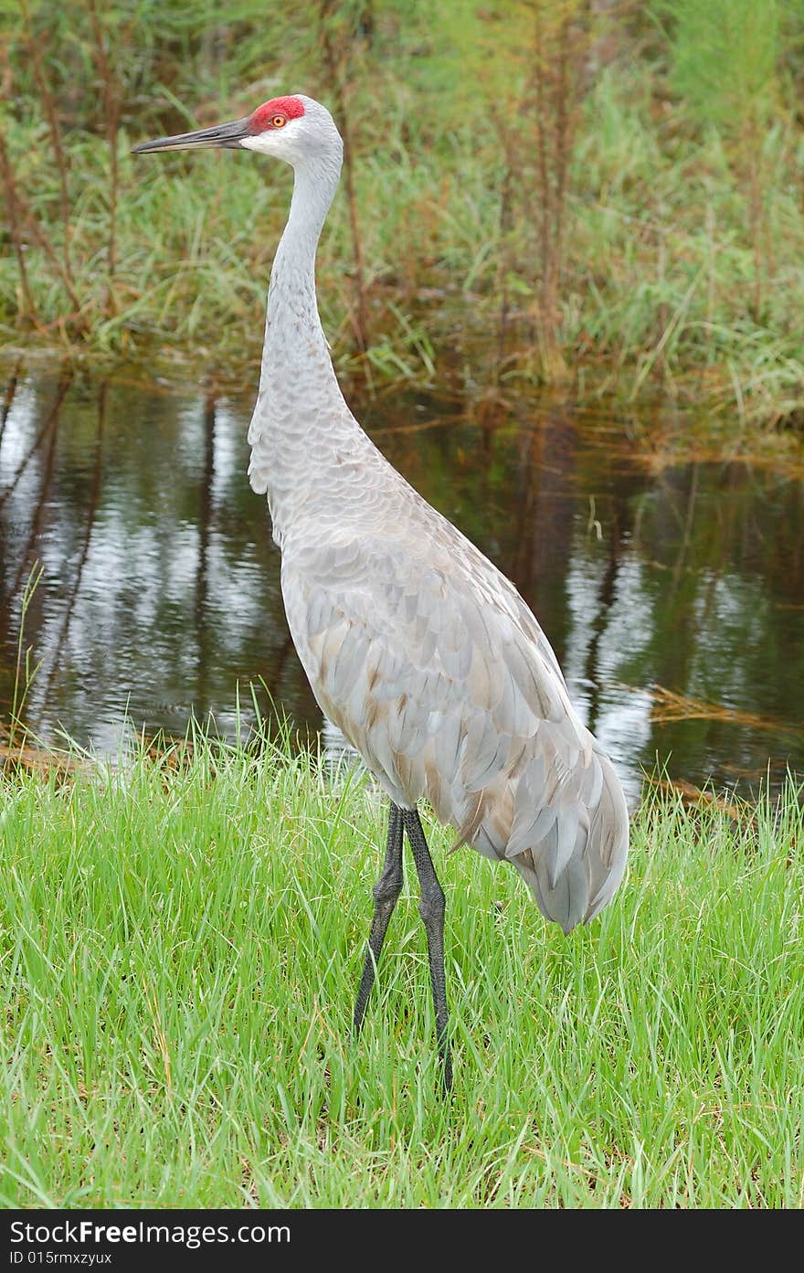 Sandhill crane next to creek on nature trail.