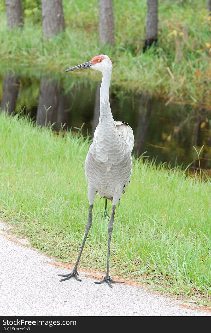 Sandhill crane next to creek on nature trail. Sandhill crane next to creek on nature trail.