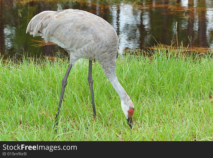 Sandhill crane next to creek on nature trail. Sandhill crane next to creek on nature trail.