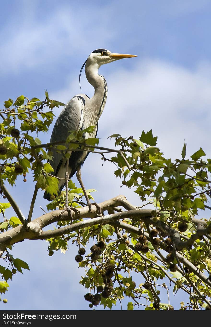 The grey heron sitting on a branch of a plane tree. The grey heron sitting on a branch of a plane tree