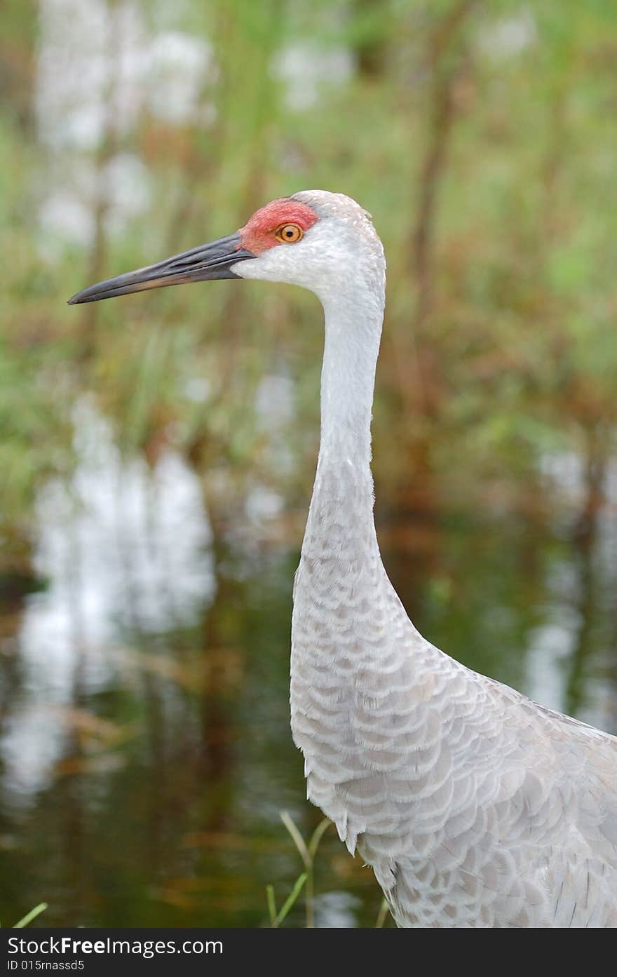 Sandhill crane next to creek on nature trail.