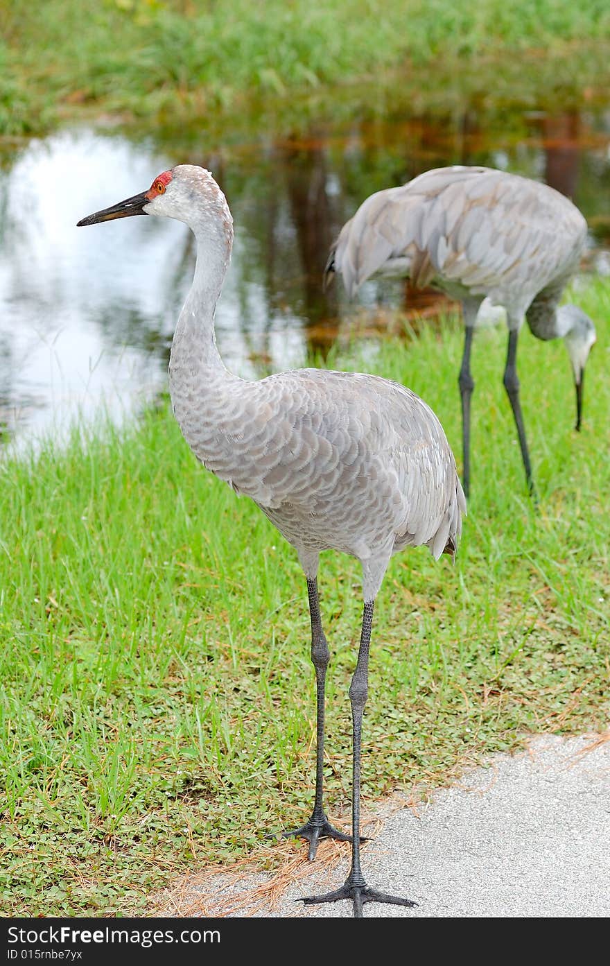 Sandhill cranes next to creek on nature trail. Sandhill cranes next to creek on nature trail.