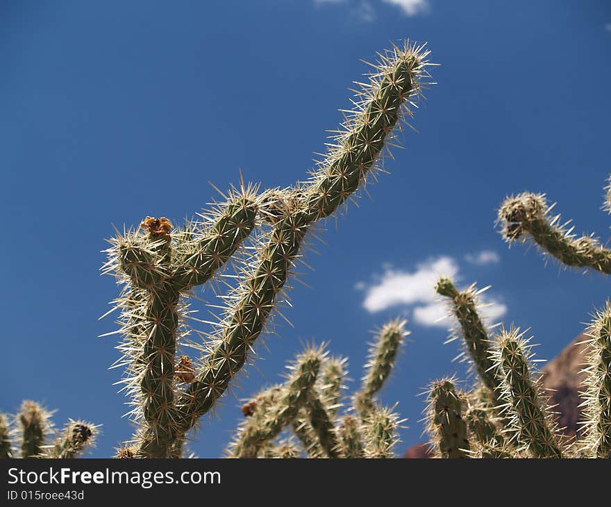 Prickly, staghorn cholla against blue.