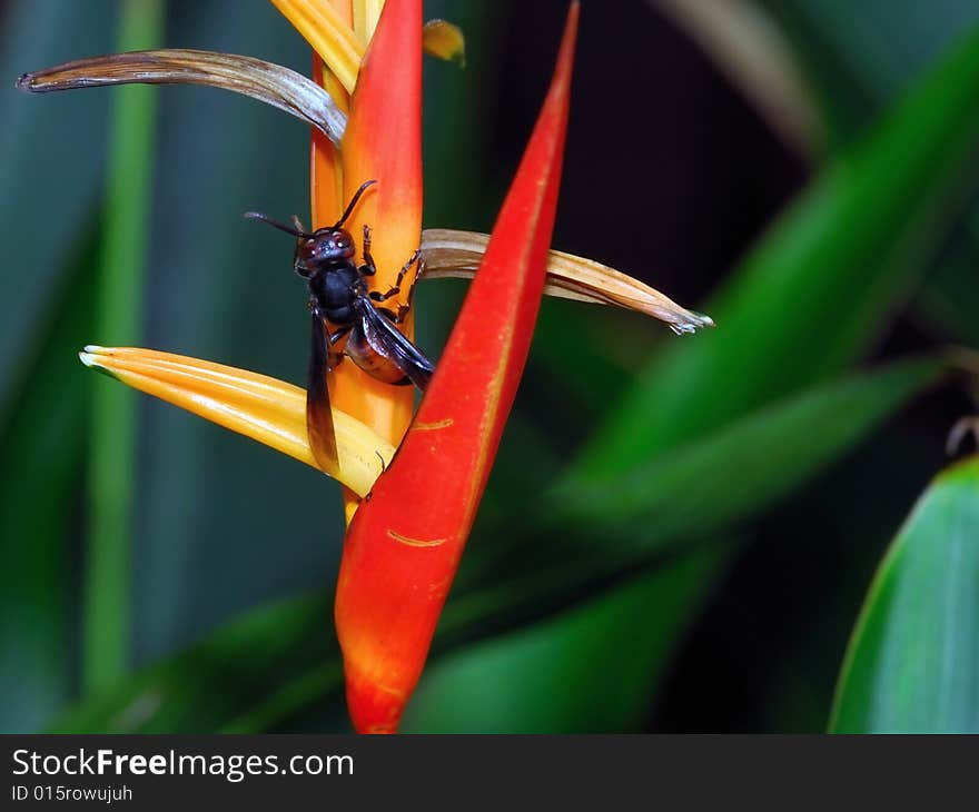 Bee Looking For Food At Heliconia Flower