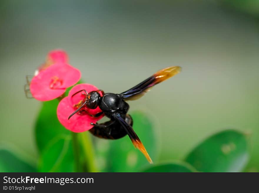 Bee Sucking Nectar From Red Flower. Bee Sucking Nectar From Red Flower.