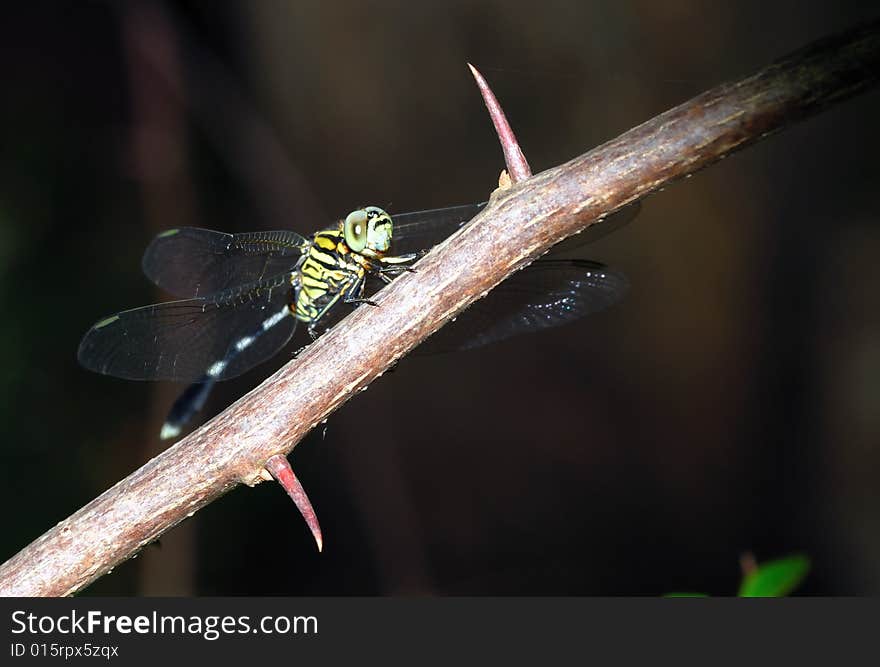 Green Dragonfly Resting On A Flower Branch