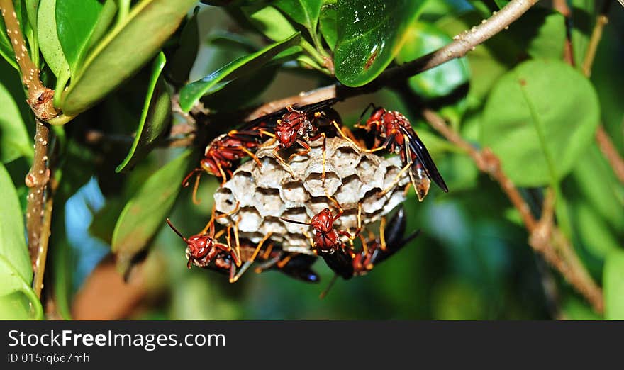 Wasps on they're hive