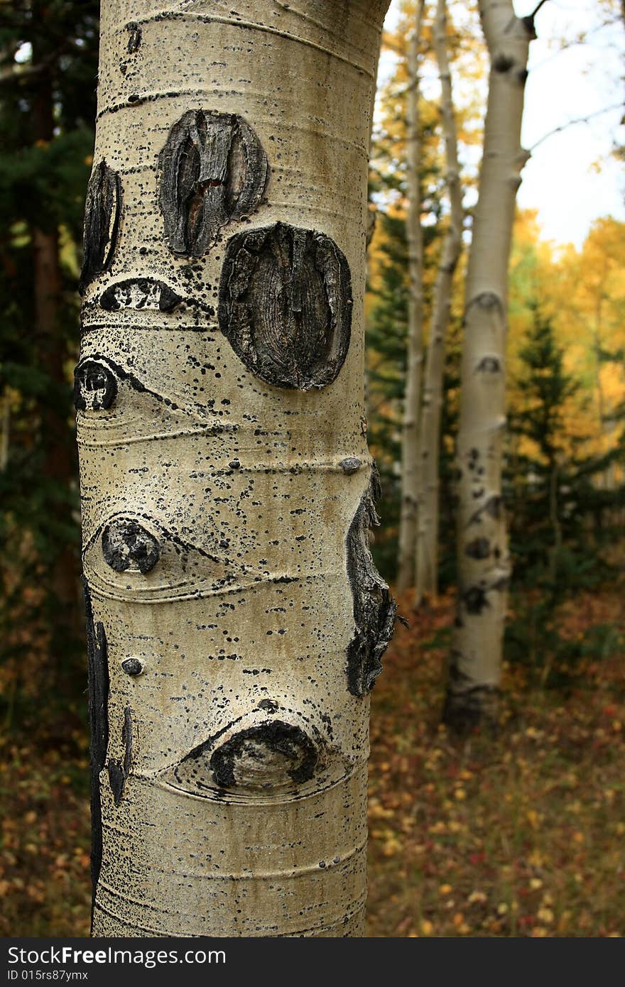 Vertical close-up of white trunks of aspen grove in the fall. Vertical close-up of white trunks of aspen grove in the fall