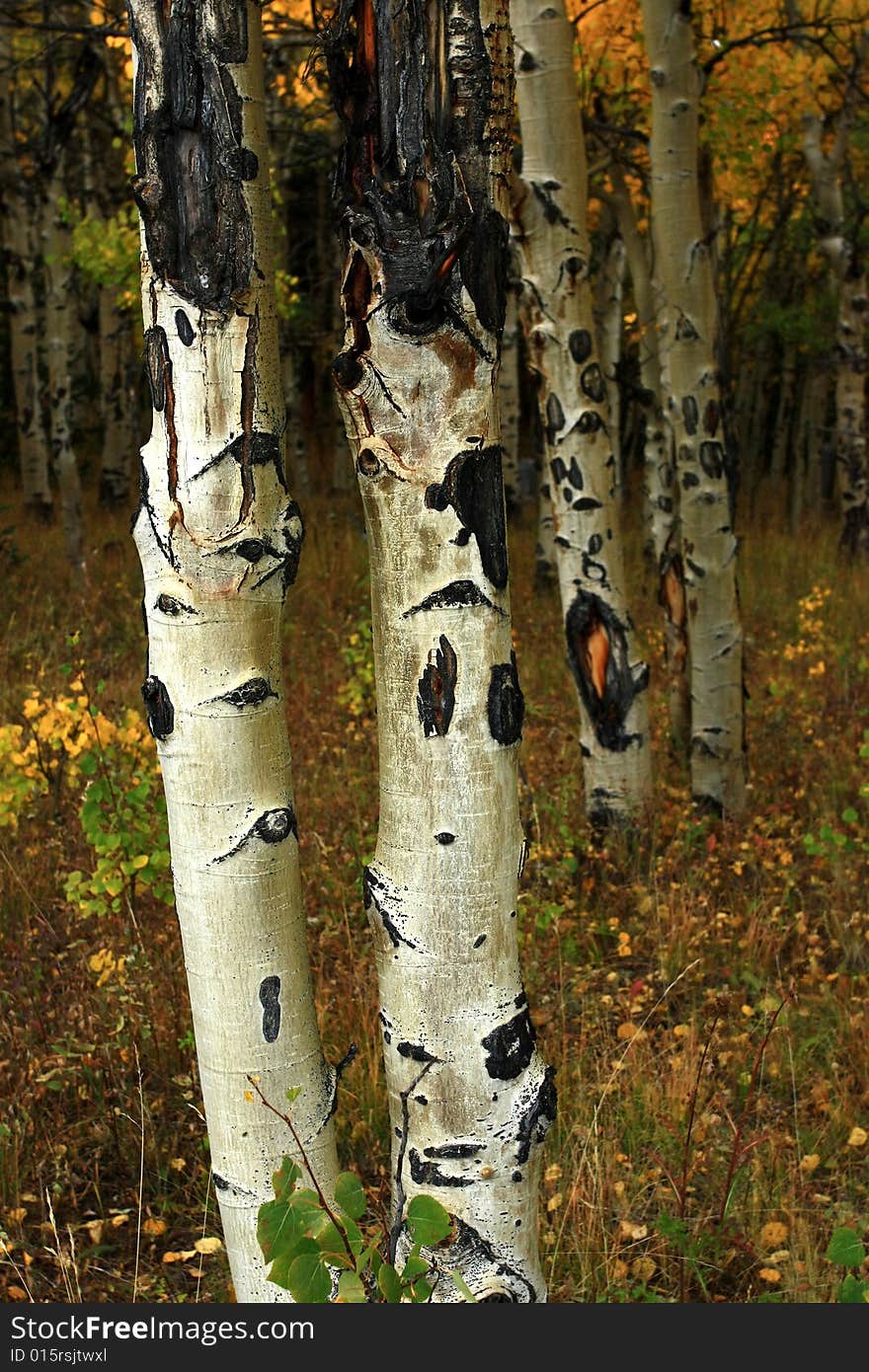 Close-up of trunks of aspen trees in the fall. Close-up of trunks of aspen trees in the fall