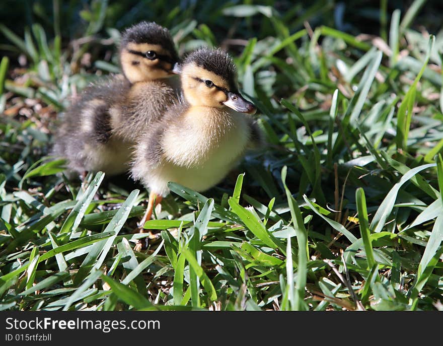 Two ducks baby flappers duckling cute wild bird. Two ducks baby flappers duckling cute wild bird