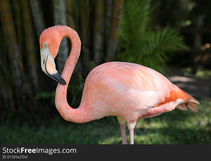 Pink flamingo