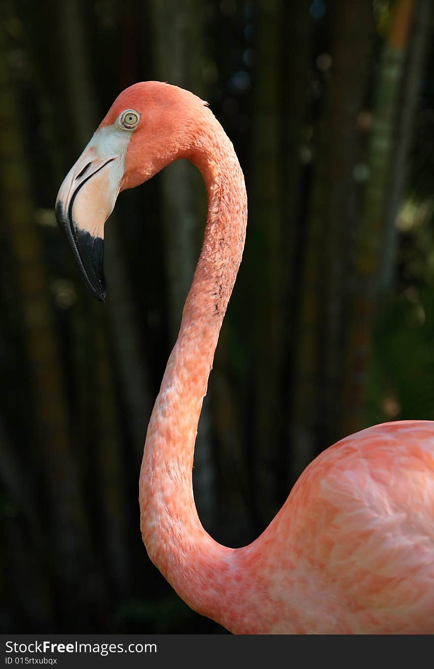 Flamingo