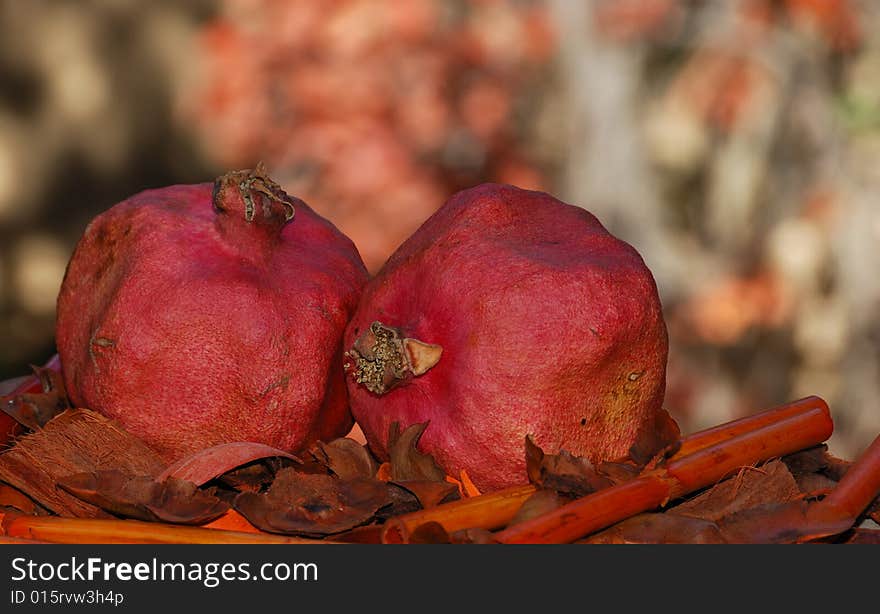 Two dried red pomegranates surrounded with fall colors