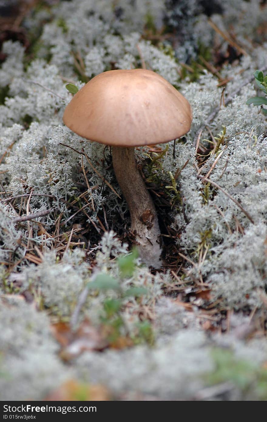 Mushroom - brown cap boletus - in white moss