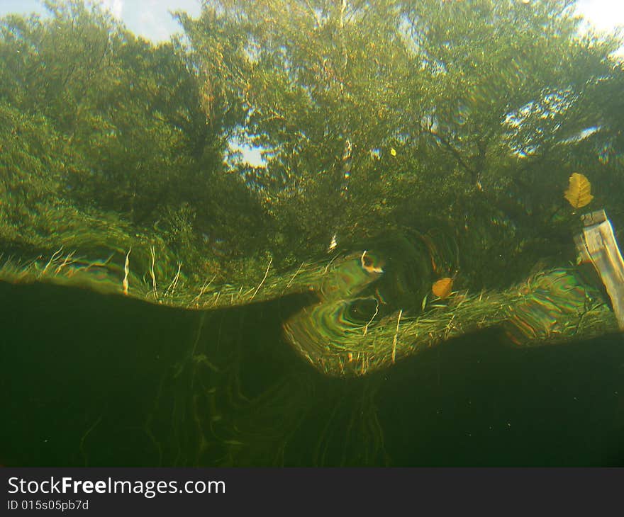 Under water view of trees