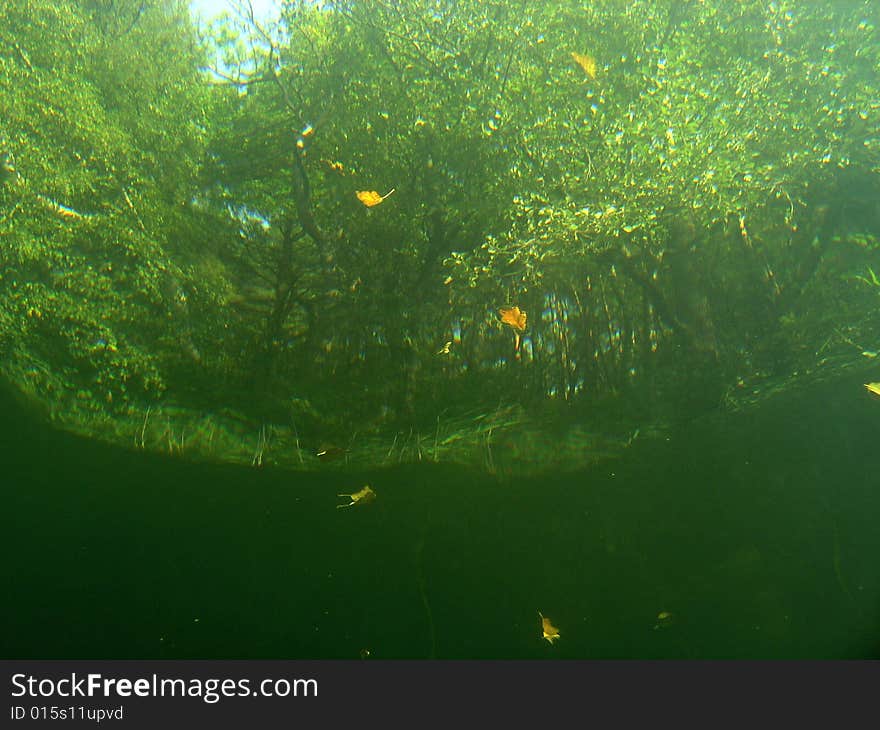 Under water view of trees in the lake