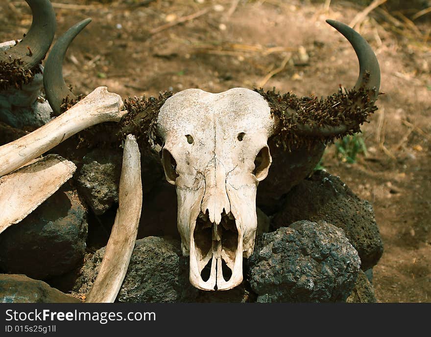 Buffalo Skull