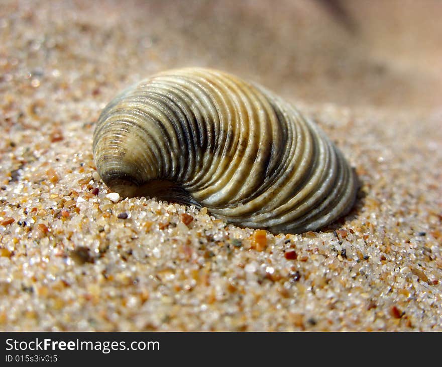 Cockleshell on a sand.