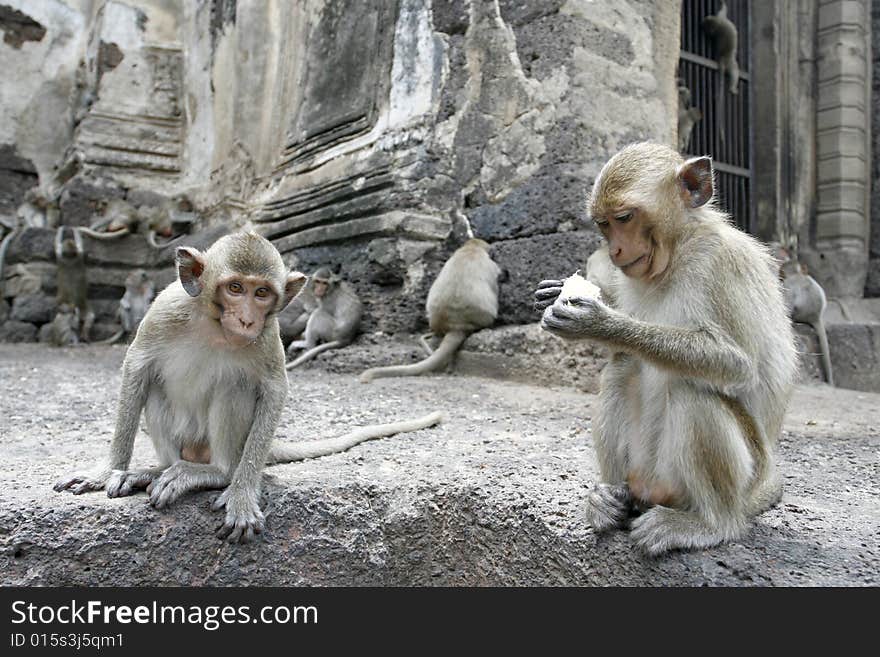 Monkey friends in a park at Asia. Monkey friends in a park at Asia