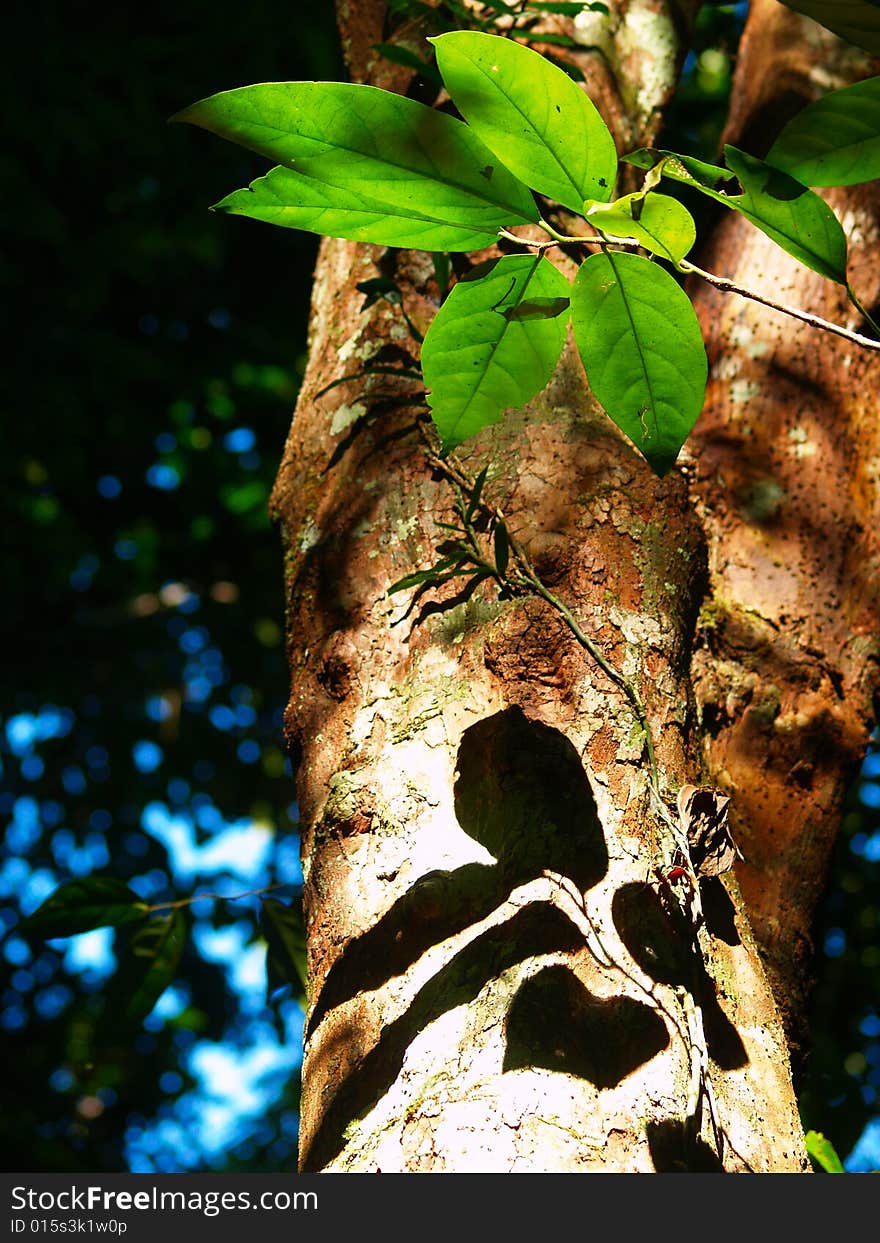 Leaves being lit by the sun, casting a shadow on the tree. Leaves being lit by the sun, casting a shadow on the tree