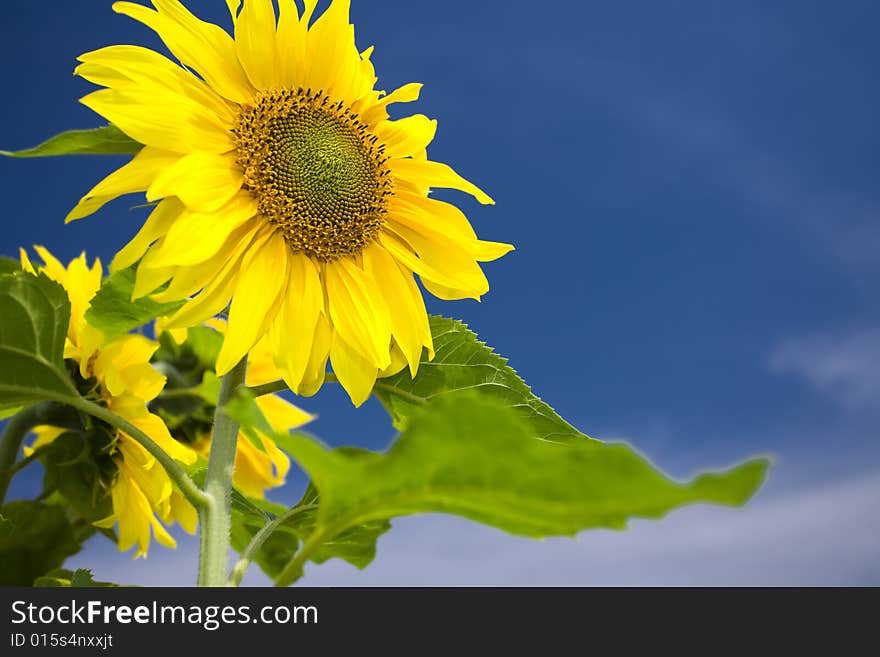 View of nice fresh sunflower on blue sky back