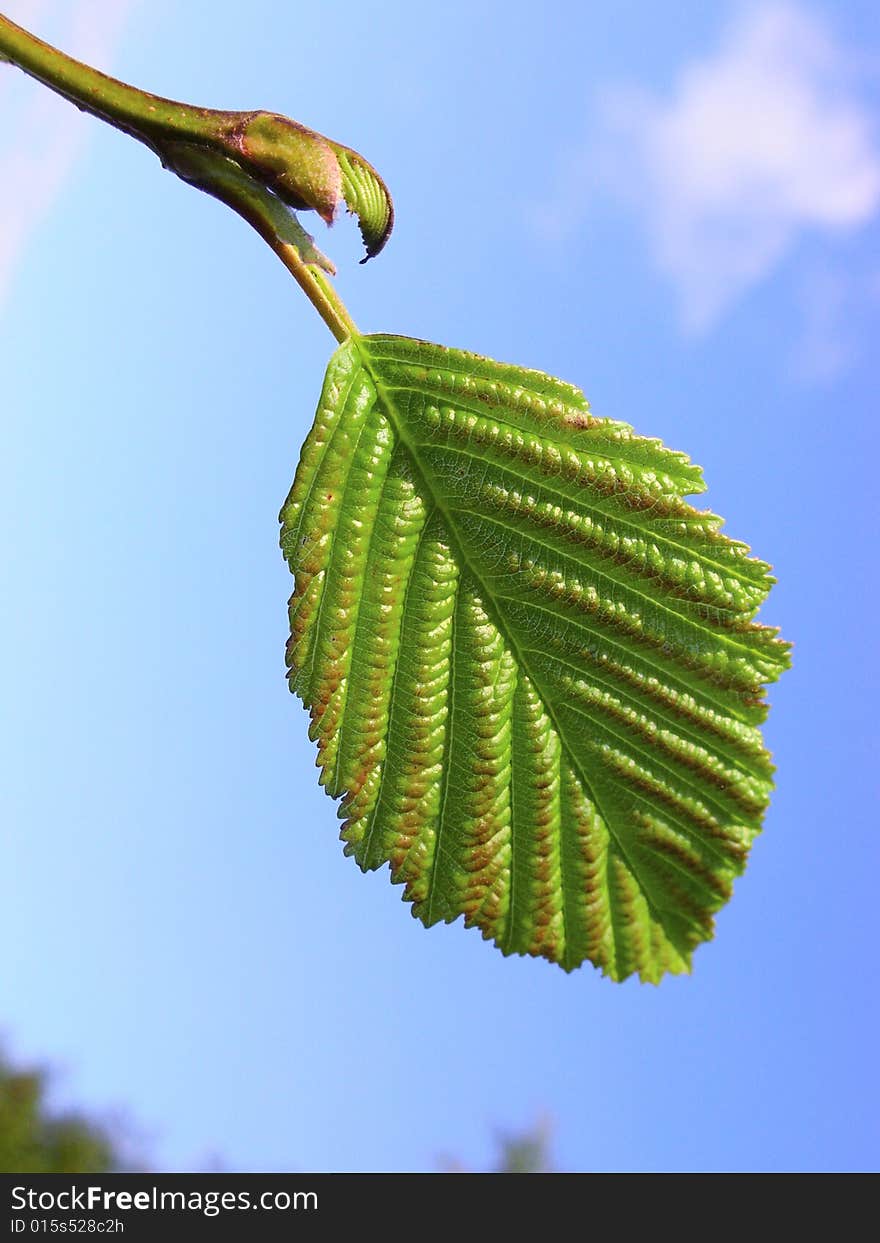 The open green leaflet over blue sky. The open green leaflet over blue sky.