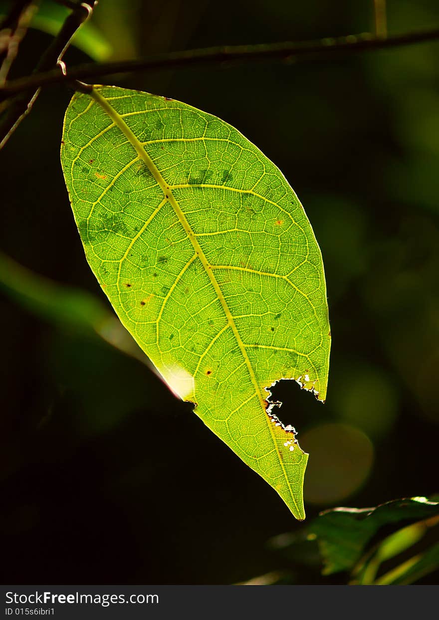 Green leaf with the sun shining through