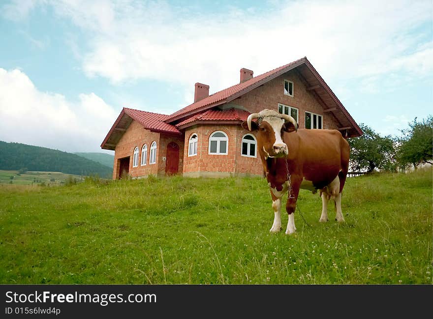 A red cow enjoying life a sunny day. A red cow enjoying life a sunny day