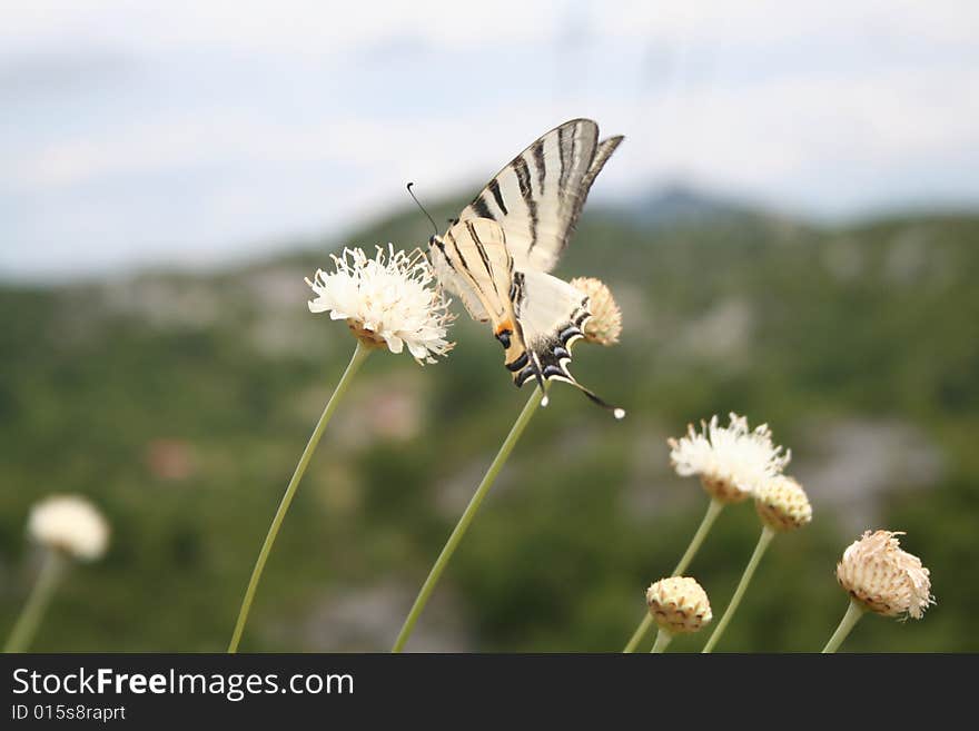 Close-up shot of a beautiful butterfly on a flower. Close-up shot of a beautiful butterfly on a flower