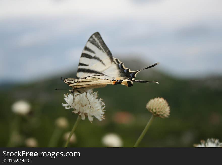 Close-up shot of a beautiful butterfly on a flower. Close-up shot of a beautiful butterfly on a flower