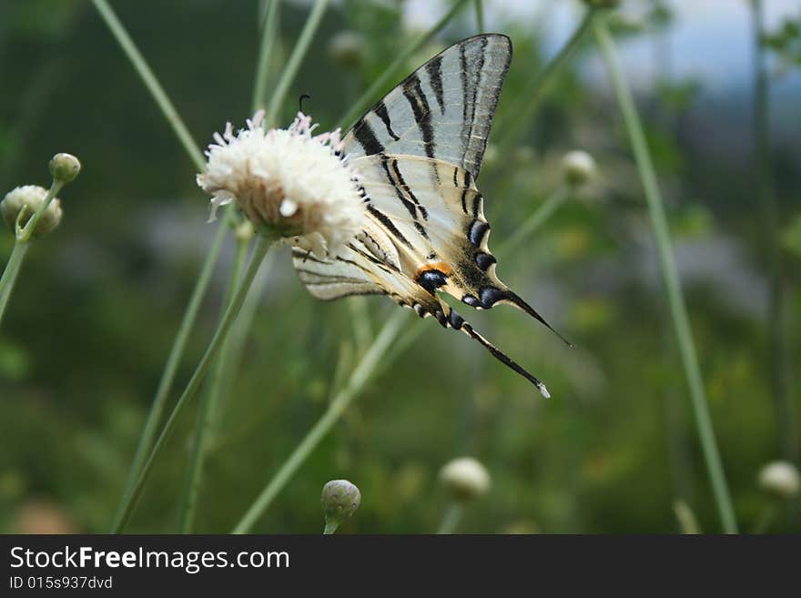 Close-up shot of a beautiful butterfly on a flower. Close-up shot of a beautiful butterfly on a flower