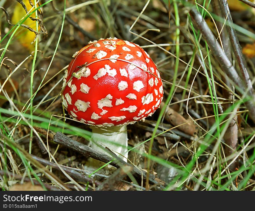 Fly Agaric In Autumn Forest