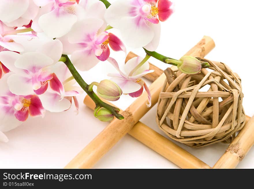 Blossoming White Pink Orchids