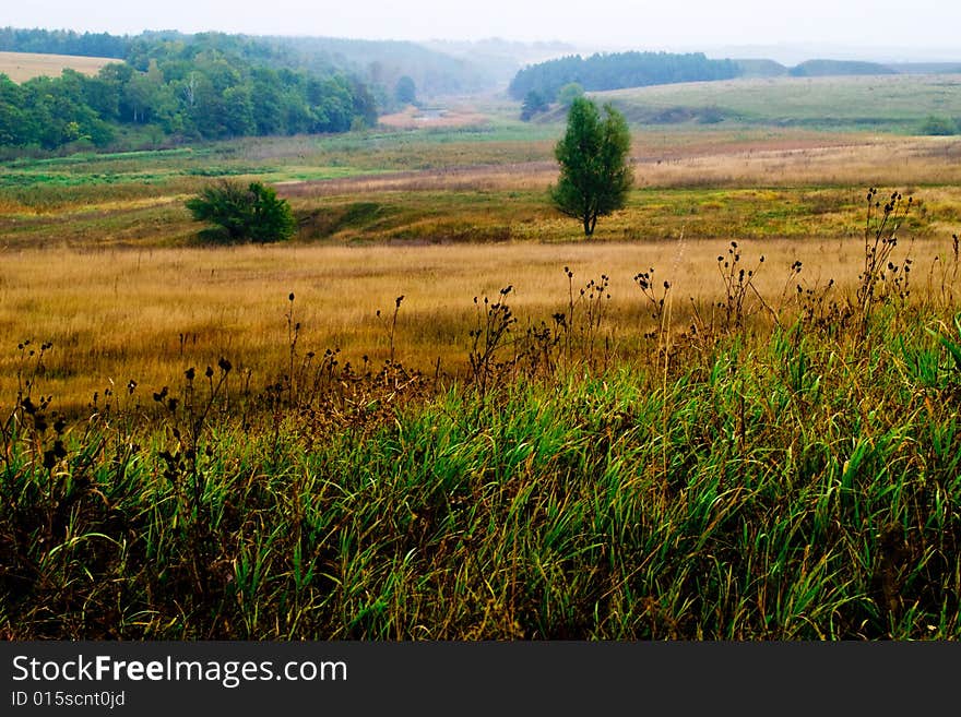 Meadow With Tree